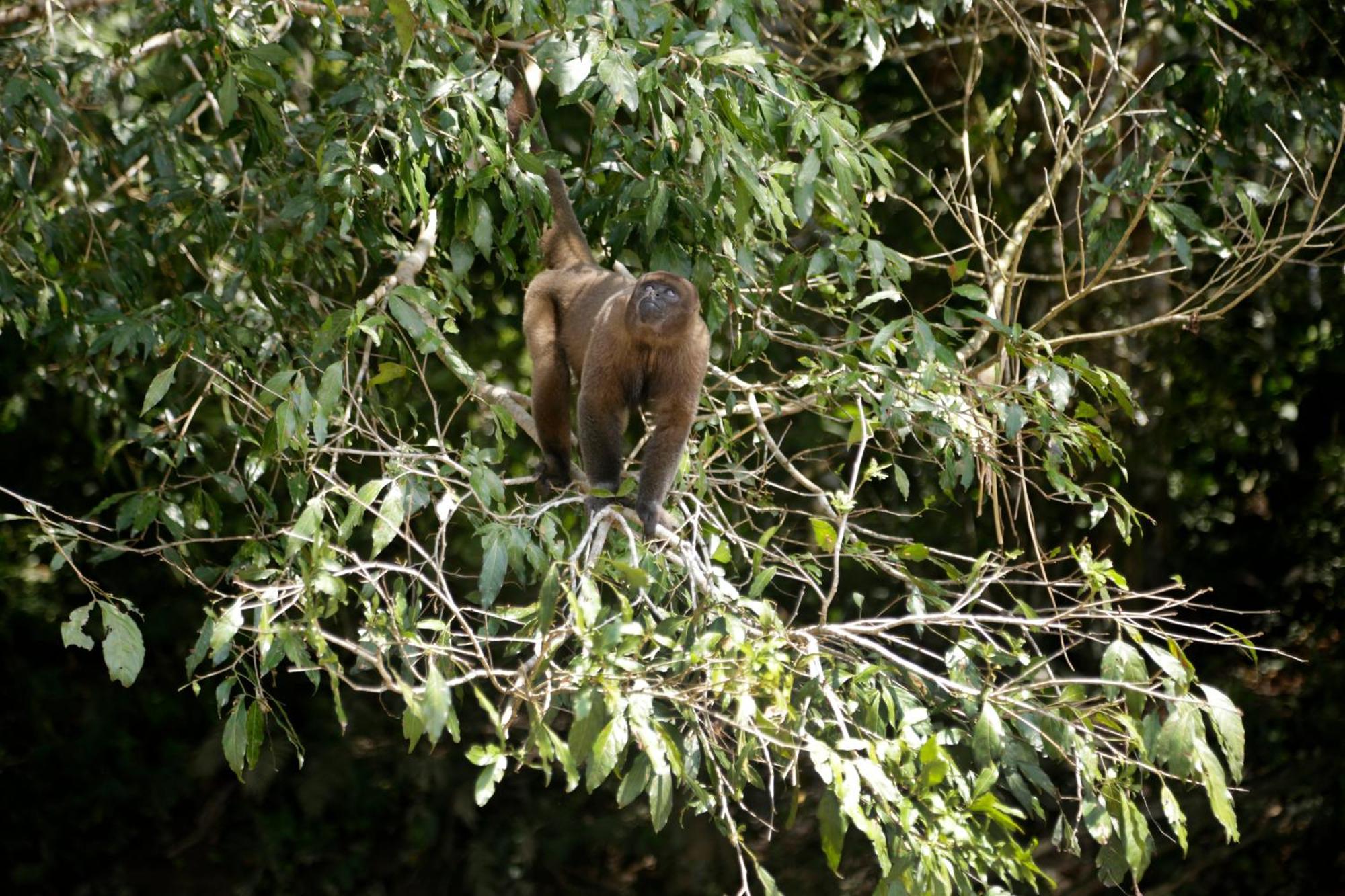 Misahualli Amazon Lodge Extérieur photo